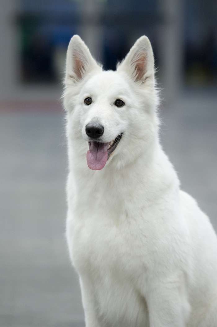 Cara Belle White Alexia (Bílý švýcarský ovčák)