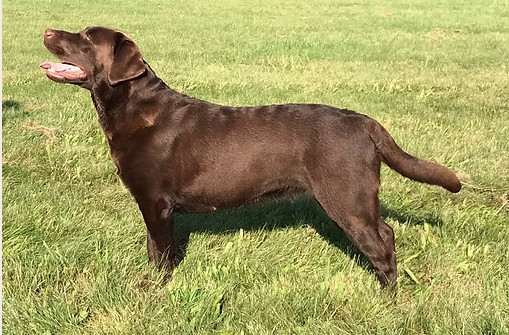 Dorra z Brtnických lesů (Labradorský retrívr)