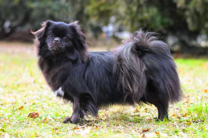 Mamba Perla Mahagon (Tibetský španěl)