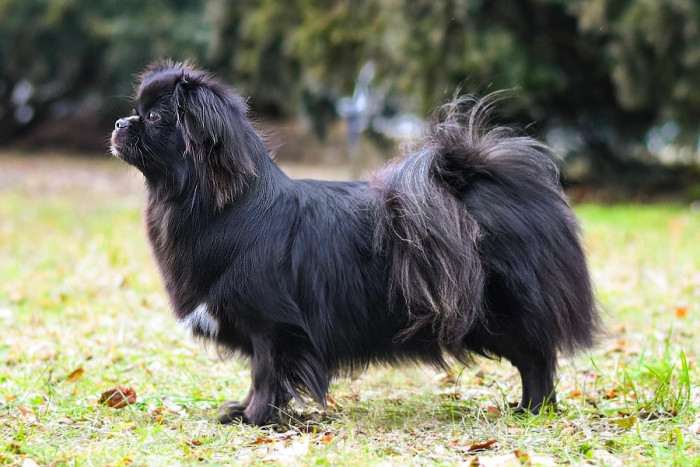 Mamba Perla Mahagon (Tibetský španěl)