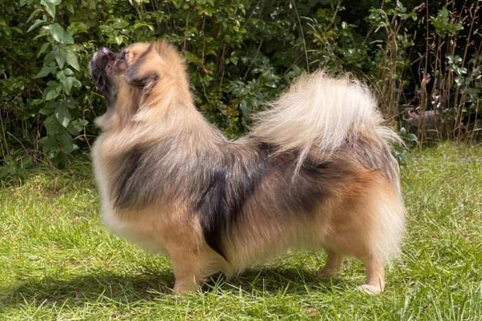 Pompon Perla Mahagon (Tibetský španěl)