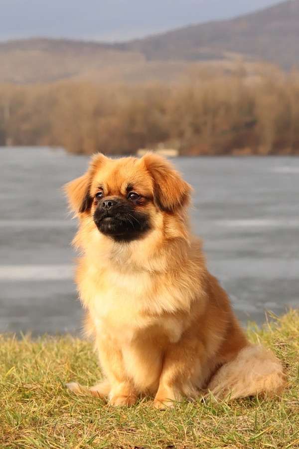 Rimini Perla Mahagon (Tibetský španěl)