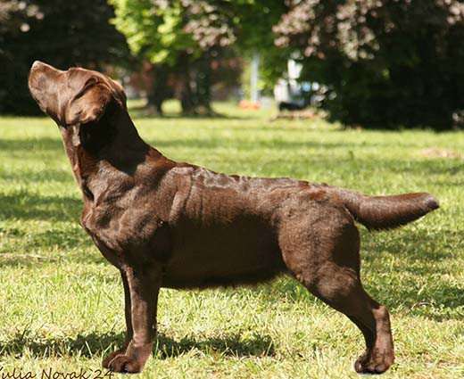 Sweeten Purple Dog-Rose (Labradorský retrívr)
