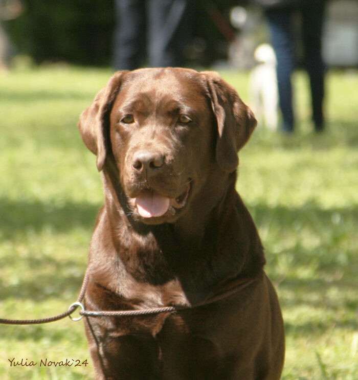 Sweeten Purple Dog-Rose (Labradorský retrívr)
