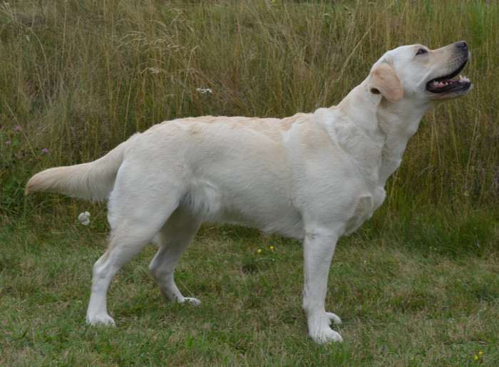 Elsa Sidův dvůr (Labradorský retrívr)