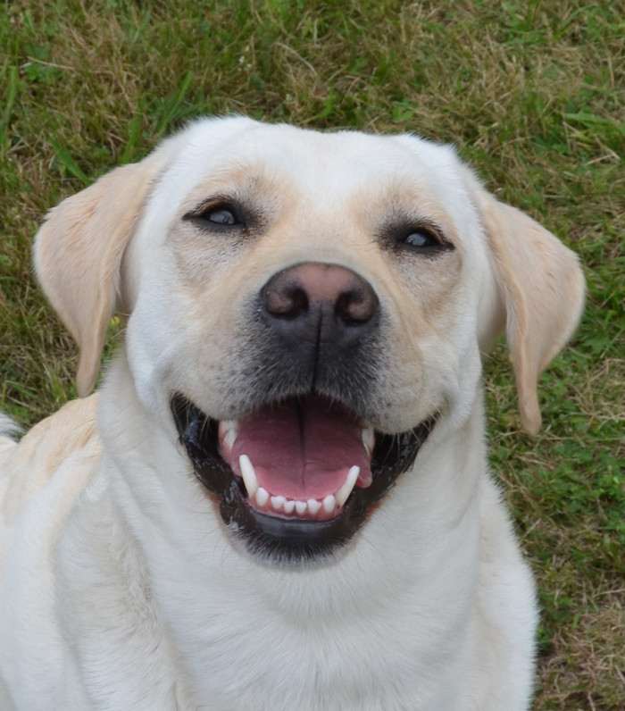 Elsa Sidův dvůr (Labradorský retrívr)