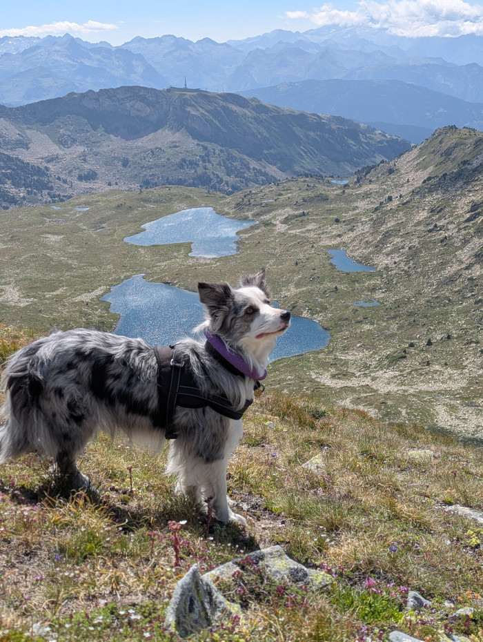 Jenny Jolly Chica Bohemia Alké (Border kolie)