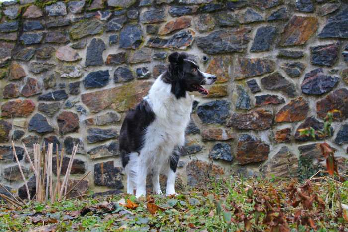 Billie Rubínového draka (Border kolie)
