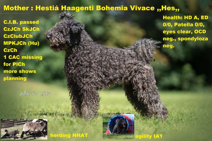 Hestiá Haagenti Bohemia Vivace (Pumi)