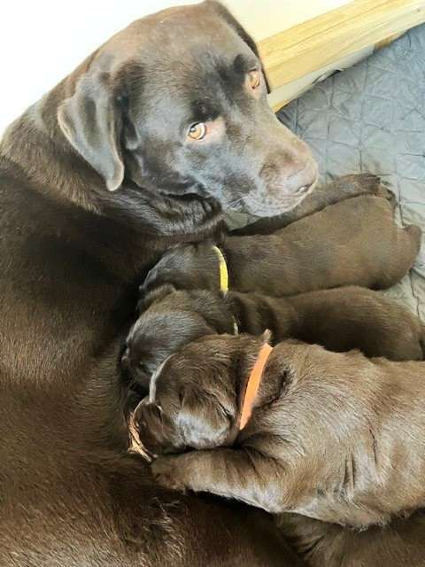 Chyra Chocolate Cleostar (Labradorský retrívr)