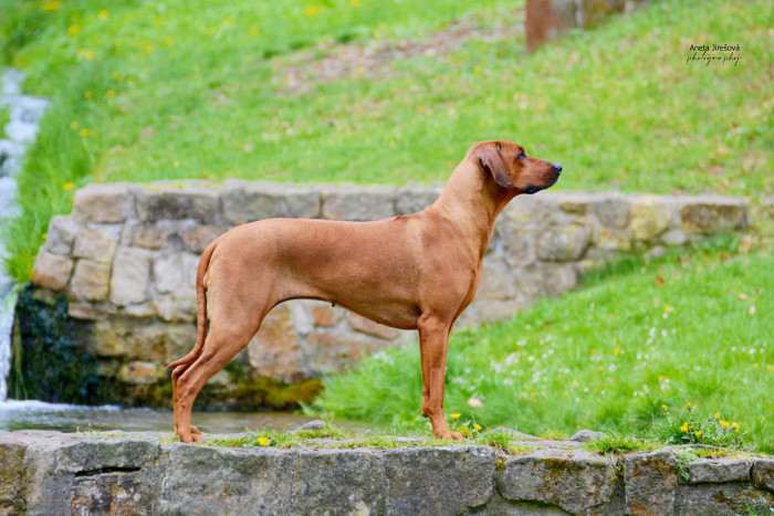 Africaans Stefani Sabjörg (Rhodéský ridgeback)