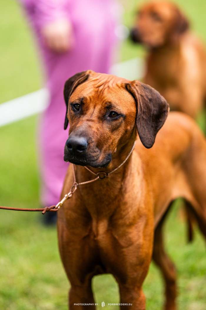 Amour Ma Petite FANISTÉ Lionheart (Rhodéský ridgeback)