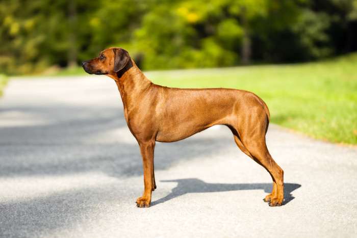 Amour Ma Petite FANISTÉ Lionheart (Rhodéský ridgeback)