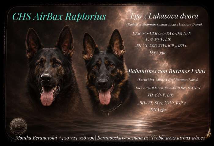 Ballantines von Buranos Lobos (Německý ovčák)