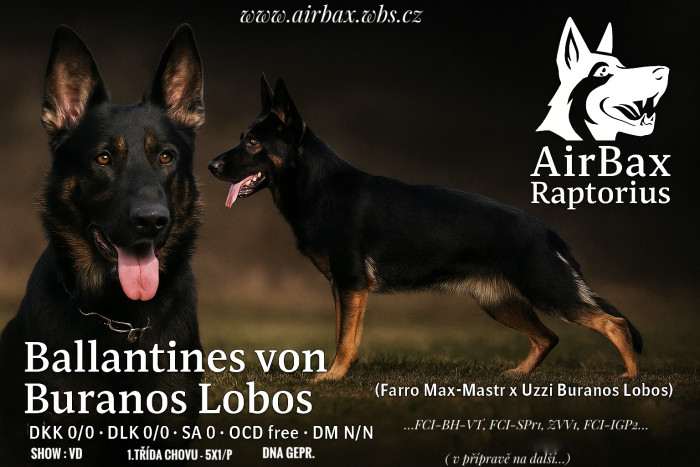 Ballantines von Buranos Lobos (Německý ovčák)