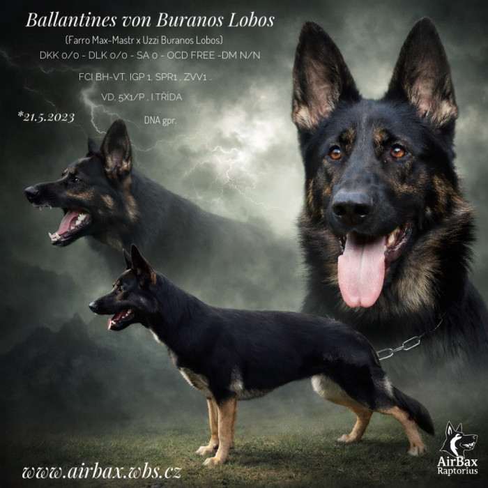 Ballantines von Buranos Lobos (Německý ovčák)
