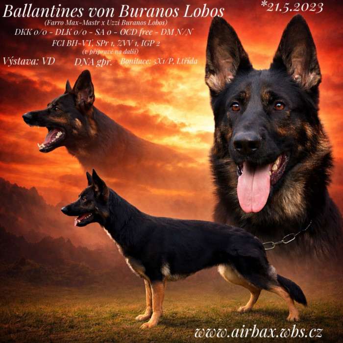 Ballantines von Buranos Lobos (Německý ovčák)
