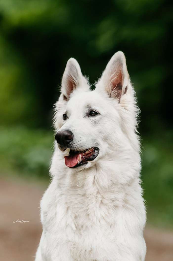 HALLELUJAH HERO Niktel (Bílý švýcarský ovčák)