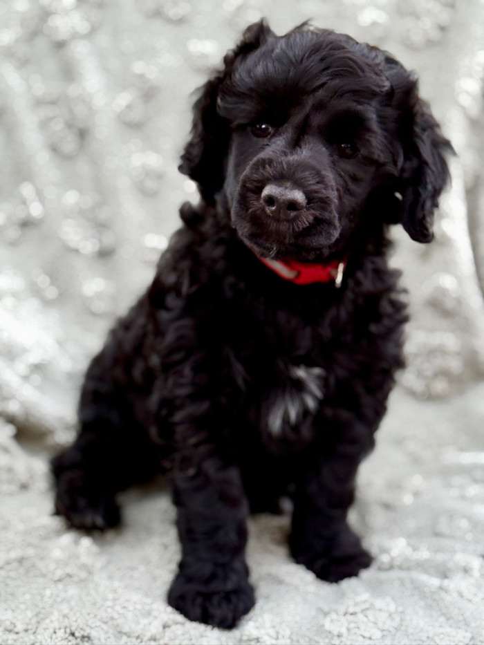 Izodóra Flóra Ortipo Black (Portugalský vodní pes)