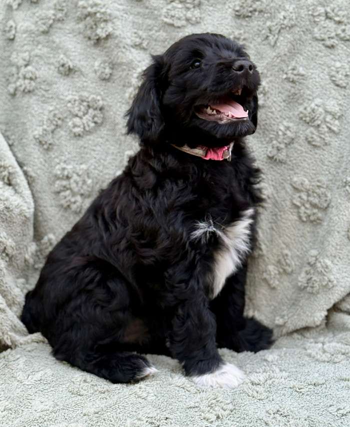Izodóra Flóra Ortipo Black (Portugalský vodní pes)