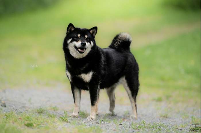 Sakado Go You Djenima (Shiba inu)