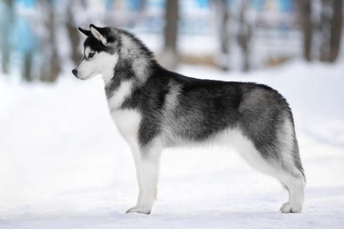 Ice Fantasy mockingbird (Sibiřský husky)