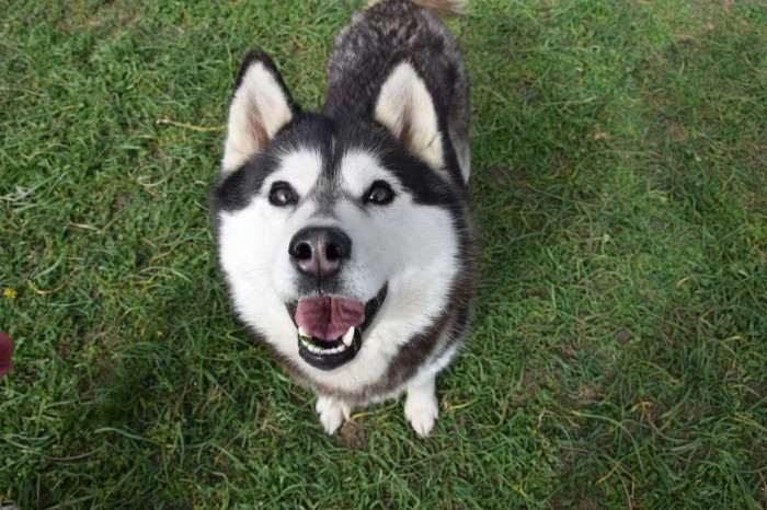 Ice Fantasy mockingbird (Sibiřský husky)