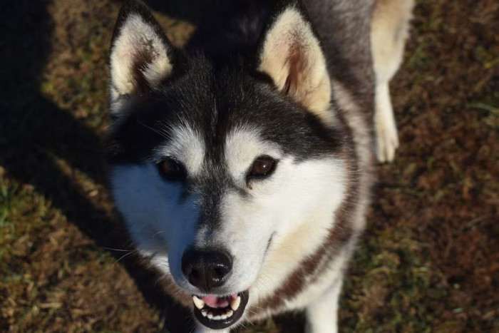 Ice Fantasy mockingbird (Sibiřský husky)