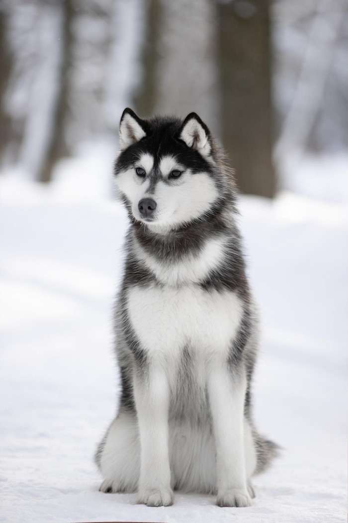 Ice Fantasy mockingbird (Sibiřský husky)
