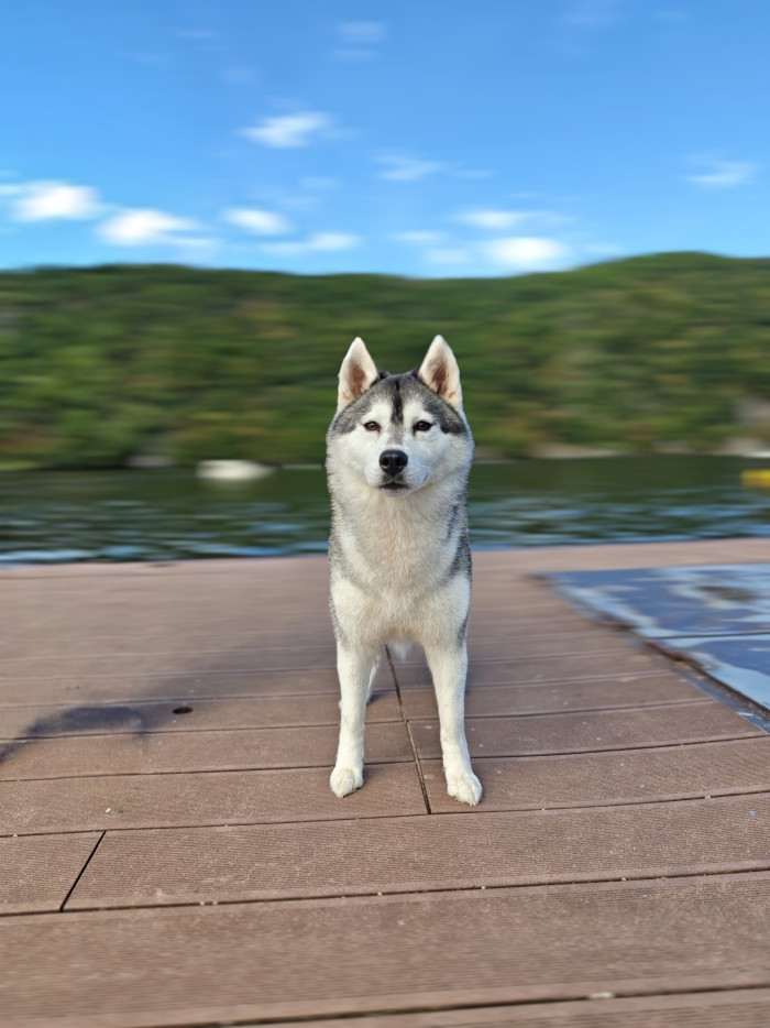 Beautiful Life Runner Family (Sibiřský husky)
