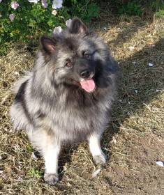 Corona Cholupický vrch (Německý špic vlčí)