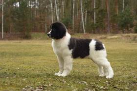 Wafaa Radu us Arsnouphis (Landseer)