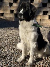 Wafaa Radu us Arsnouphis (Landseer)