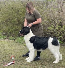 Wafaa Radu us Arsnouphis (Landseer)