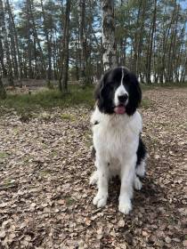 Wafaa Radu us Arsnouphis (Landseer)