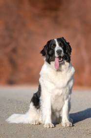 Bendis Chronos us Arsnouphis (Landseer)