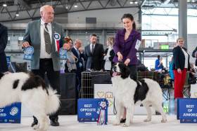 Bendis Chronos us Arsnouphis (Landseer)