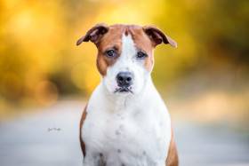 Amelie Derpeed (Americký stafordšírský teriér)