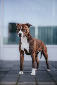 Aurelian Honey Bee (Americký stafordšírský teriér)