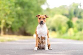 Aziza Star of my Heart (Americký stafordšírský teriér)