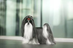 Reginka Hiragana (Shi-tzu)