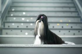 Žannet Hiragana (Shi-tzu)