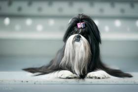 Žannet Hiragana (Shi-tzu)