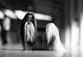 Žannet Hiragana (Shi-tzu)