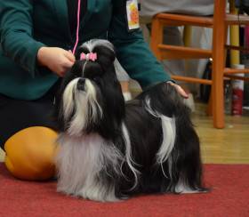 Ismimi Hiragana (Shi-tzu)