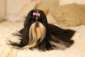 Ismimi Hiragana (Shi-tzu)