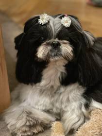 Ismimi Hiragana (Shi-tzu)