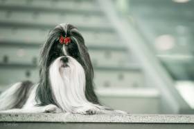 Reginka Hiragana (Shi-tzu)