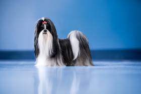 Reginka Hiragana (Shi-tzu)