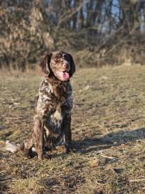 Holly v.d. Mainauen (Německý dlouhosrstý ohař)
